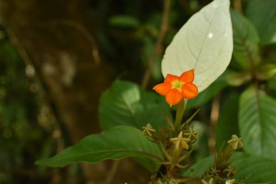 Musaenda 2