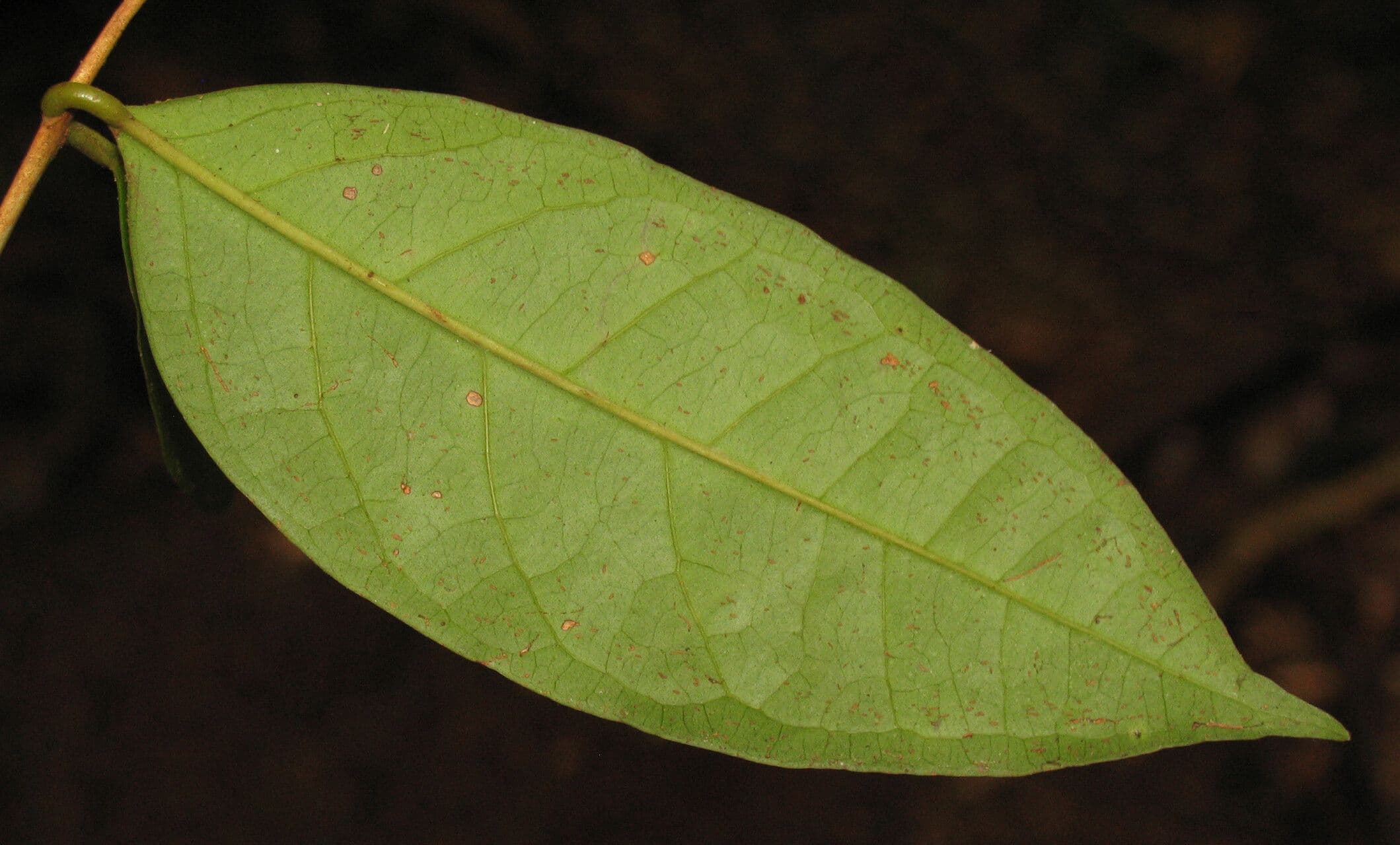 Eugenia 7