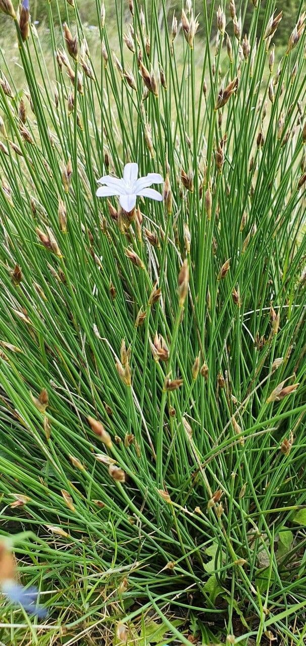 Afillante 16
