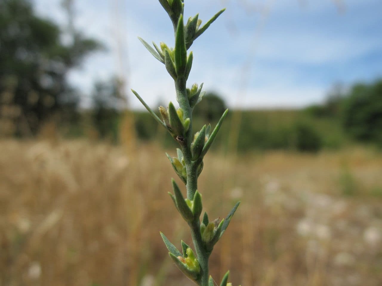 Passerina 23