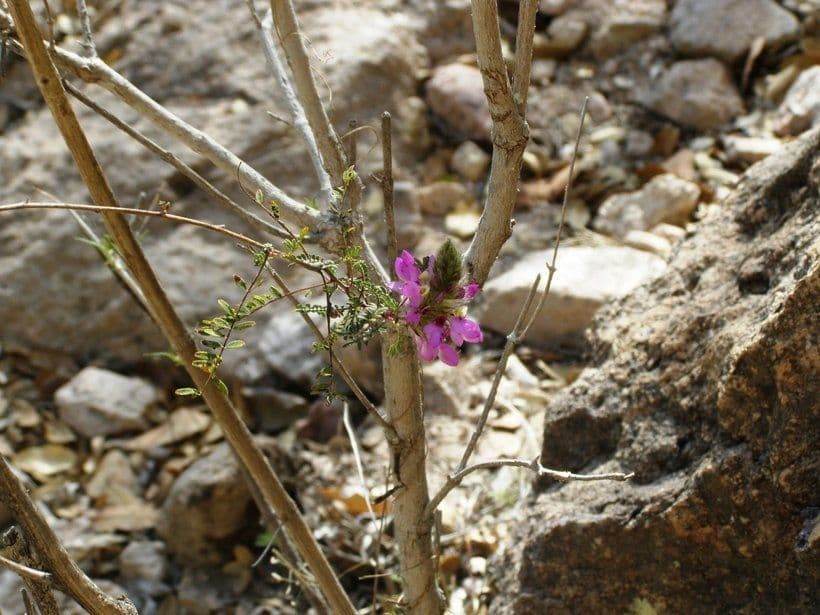 Dalea 7