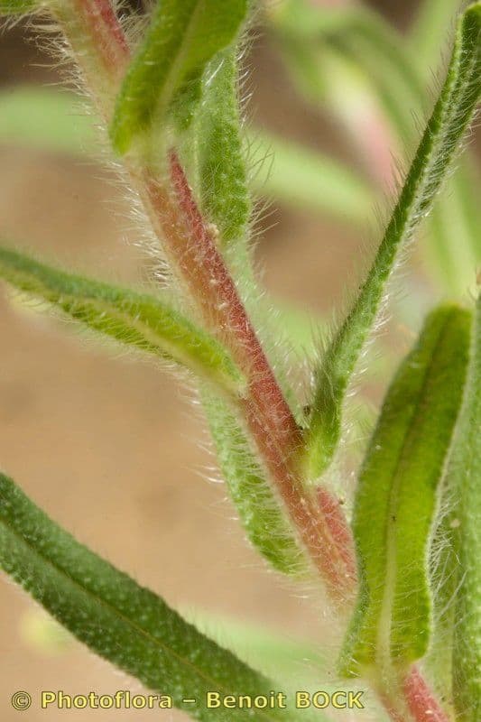 Onosma 19