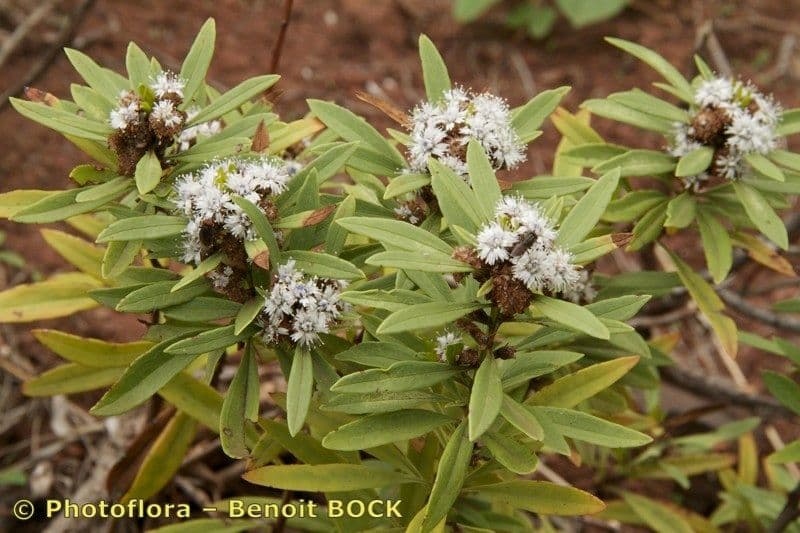 Globularia salicina 19