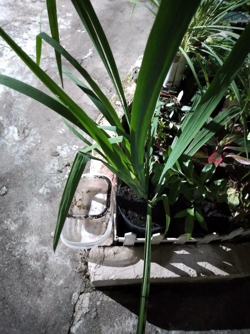 Spathoglottis plicata 17