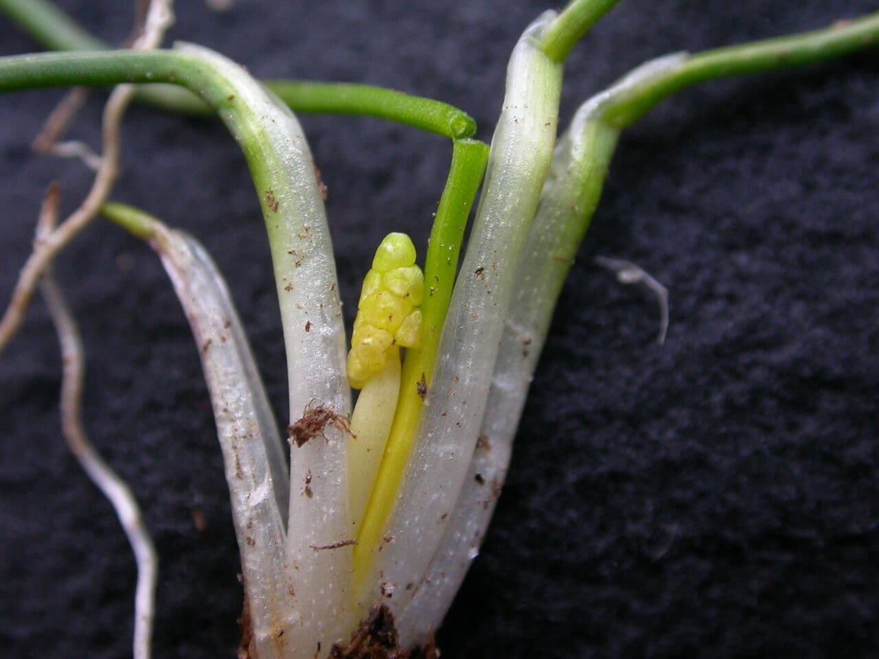 Giuncastrello palustre 21