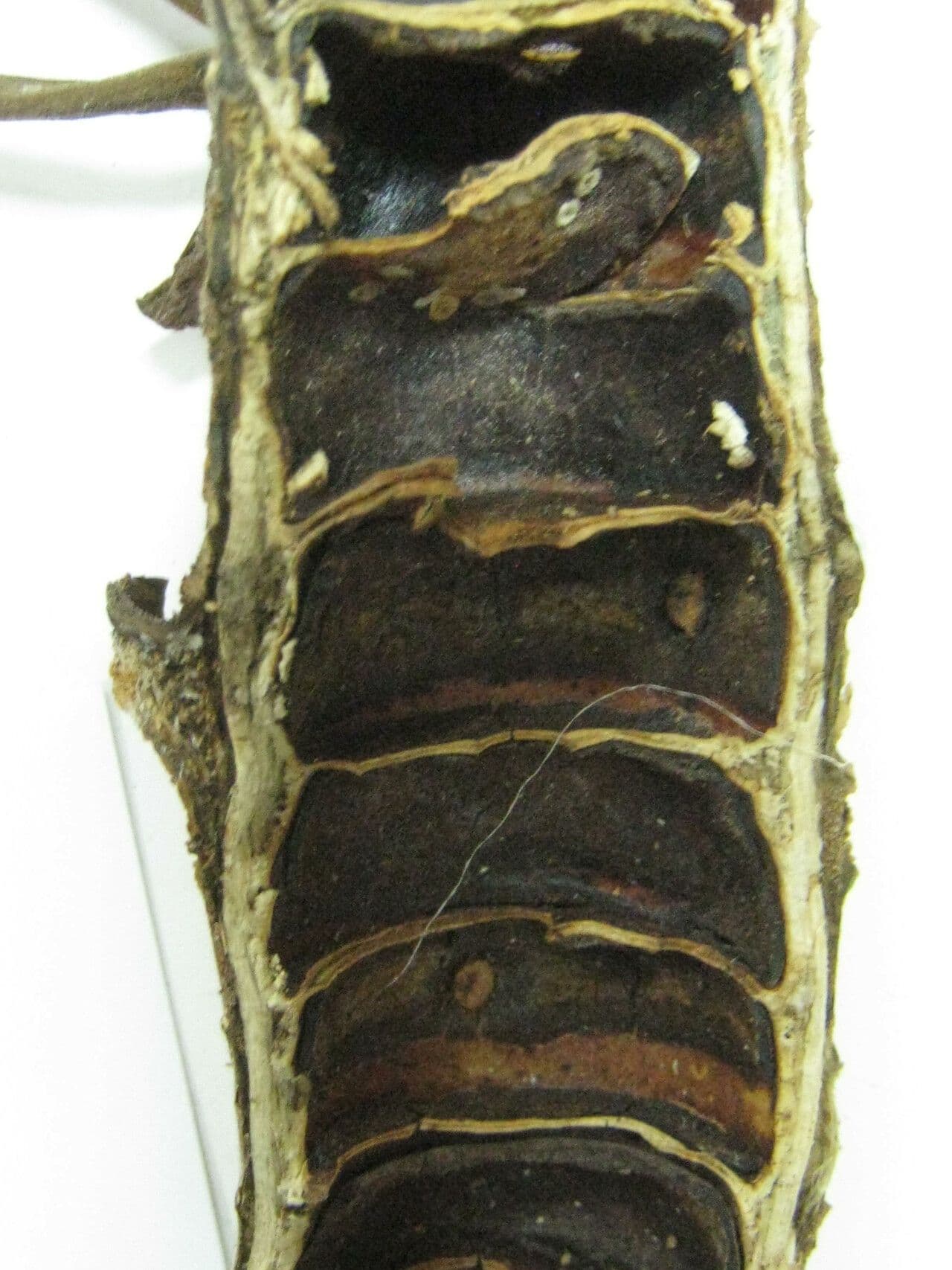 Cecropia 16