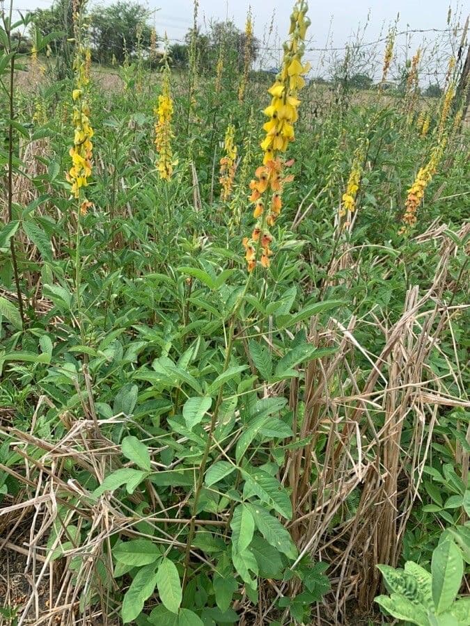 Crotalaria trichotoma 9