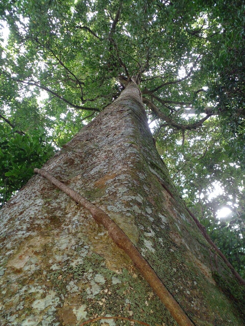 Macrohasseltia macroterantha 2