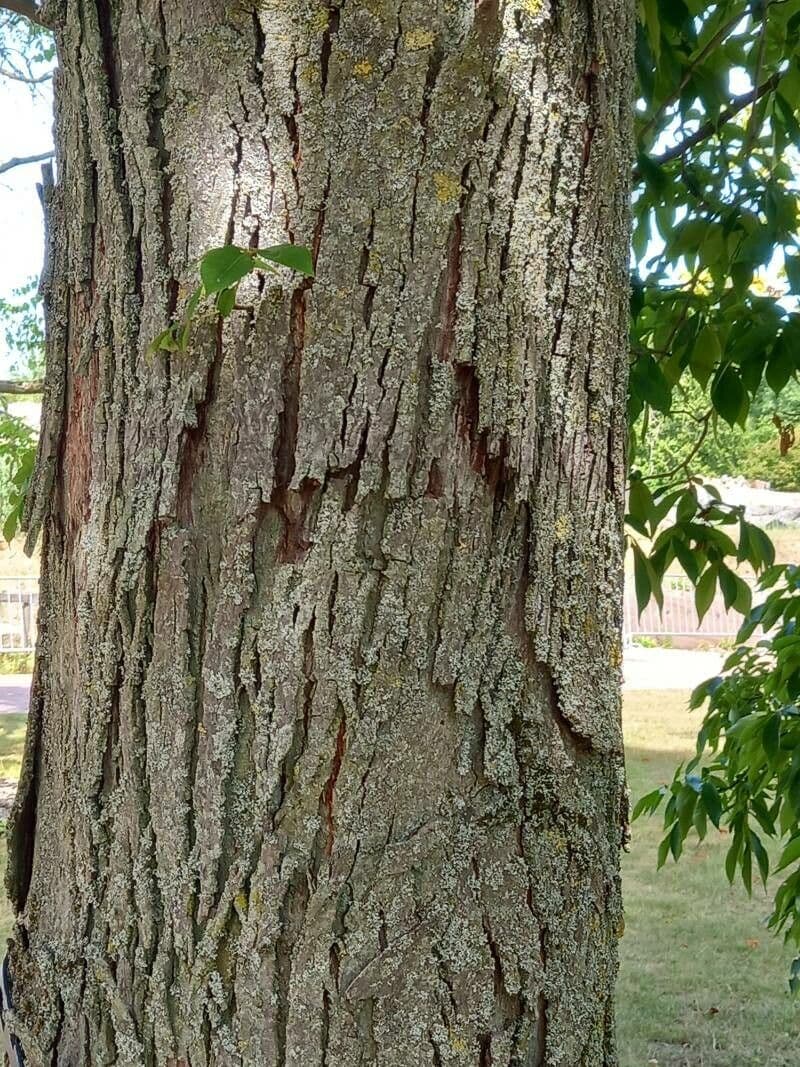Carya ovata 20
