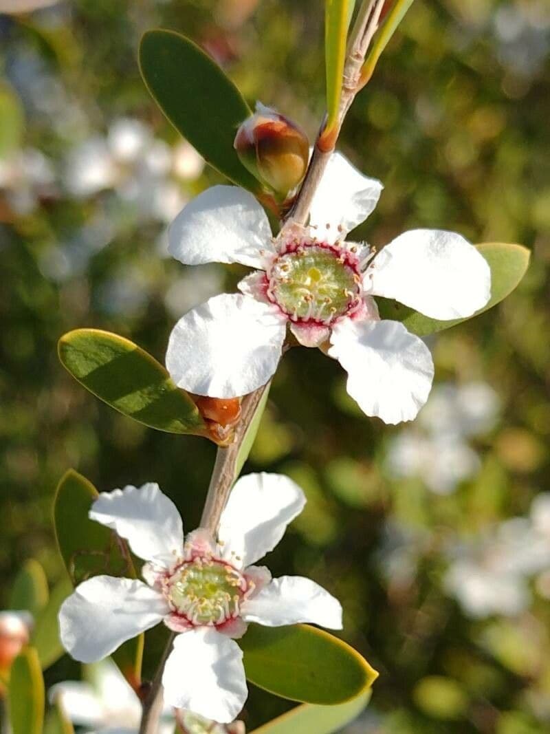 Leptospermum laevigatum 8