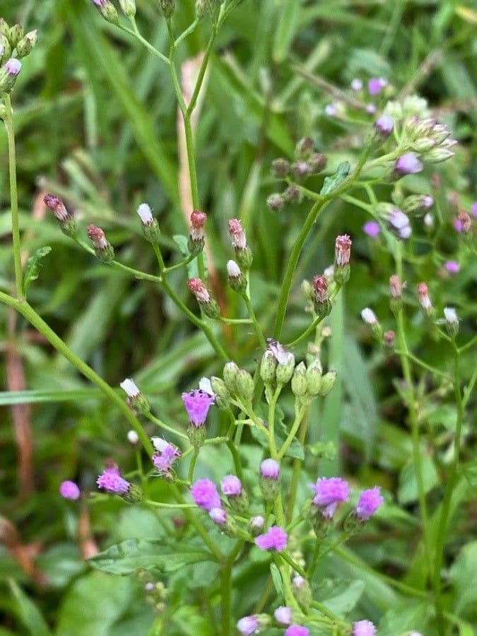Cyanthillium popelavé 6
