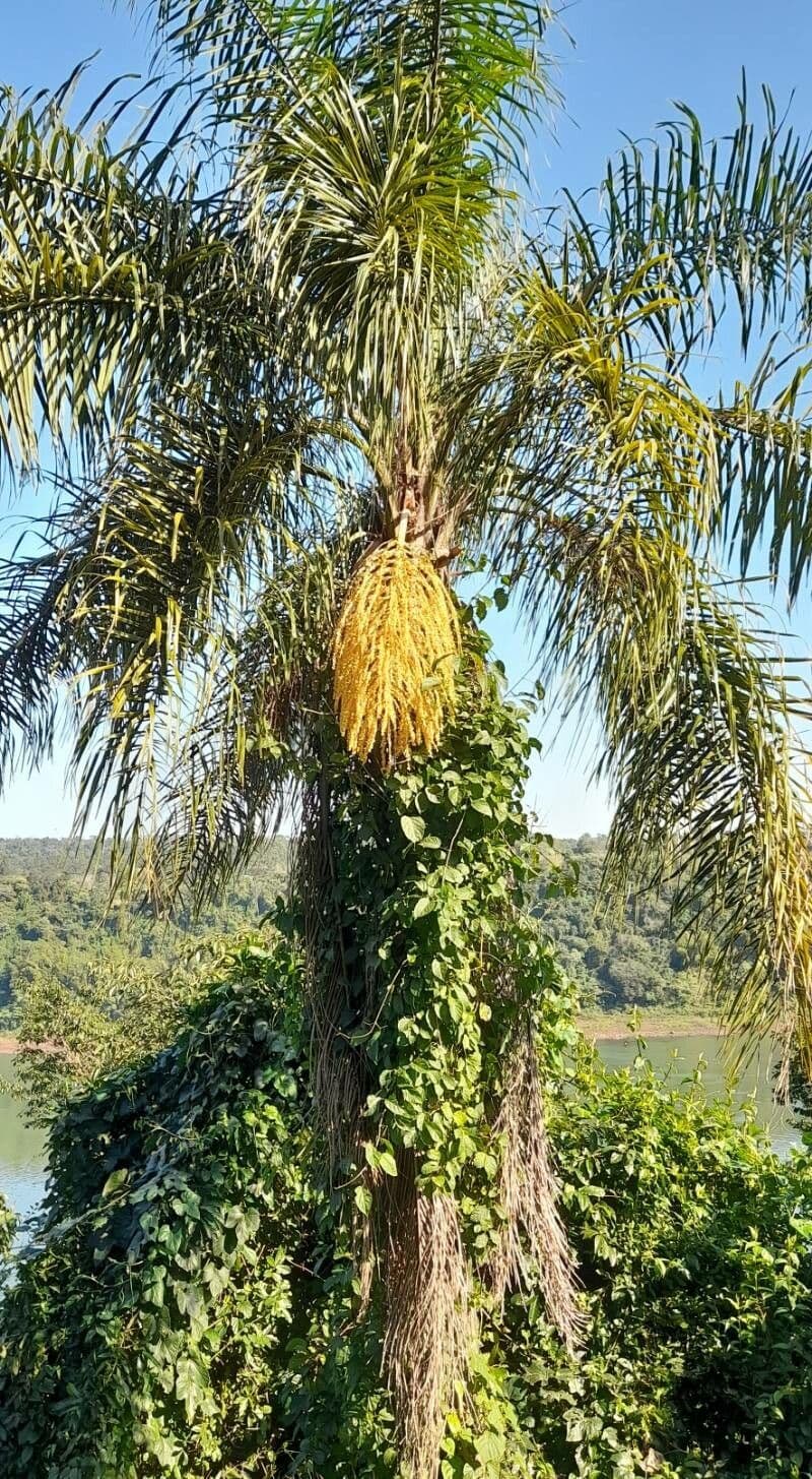 Palma di Giriba 11