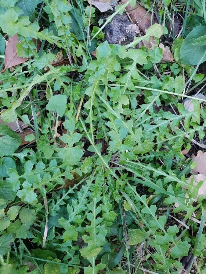 Hyoseris radiata 15