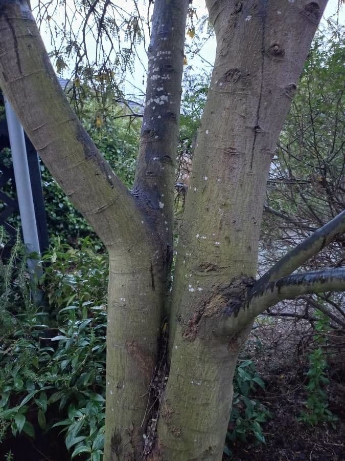 Sophora 23