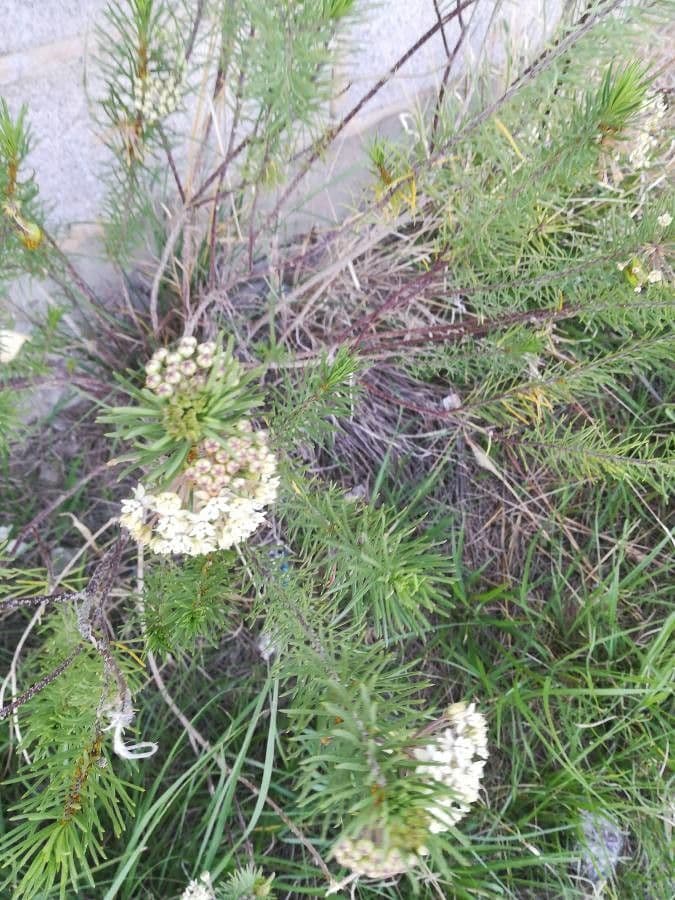Asclepias linaria 16