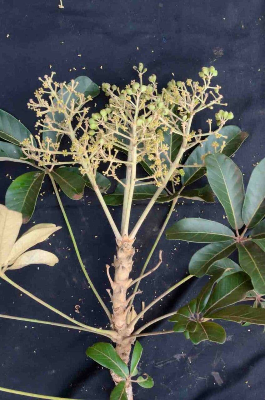 Didymopanax macrocarpus 4