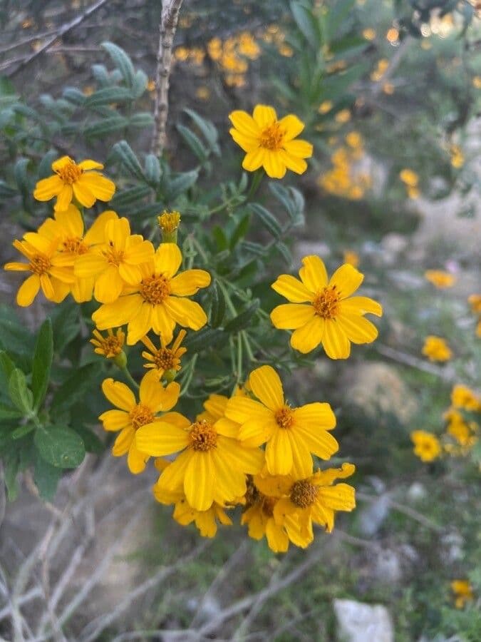 Tagetes 4