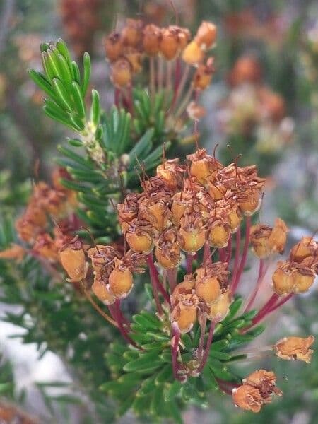 Erica multiflora 2