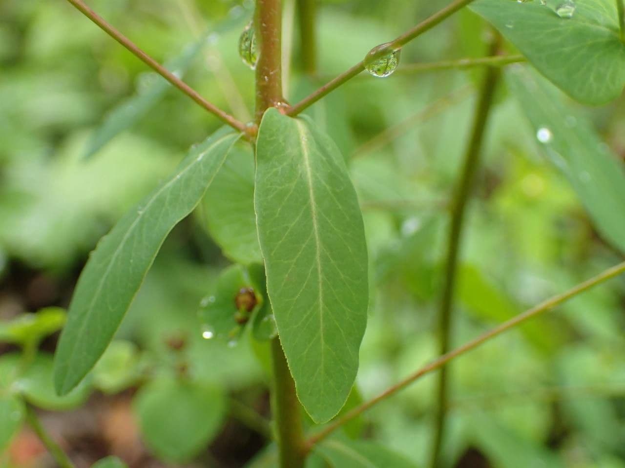 Lechetrezna dulce 20