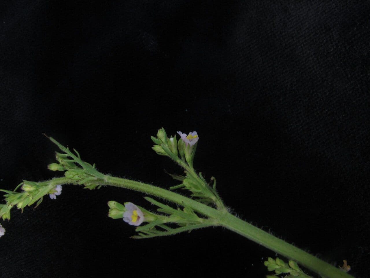 Leptorhabdos 4