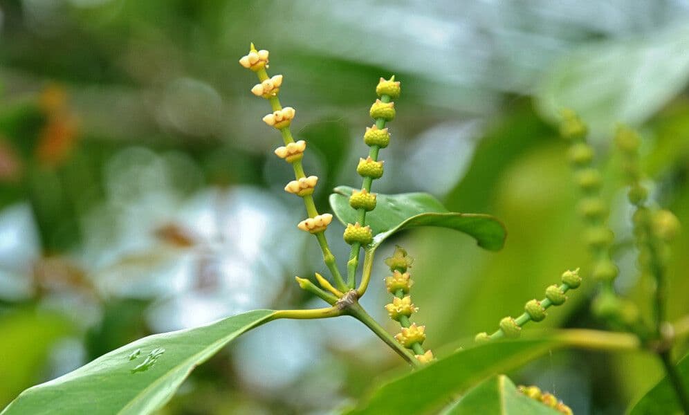 Gnetum gnemon 27