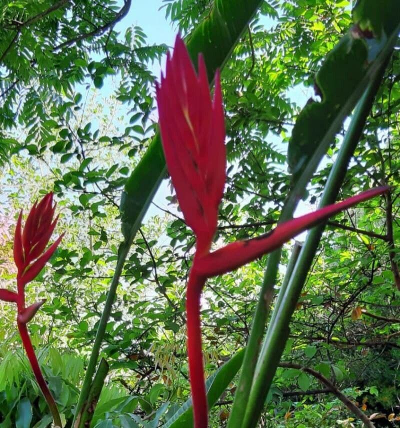 Heliconia eretta 8
