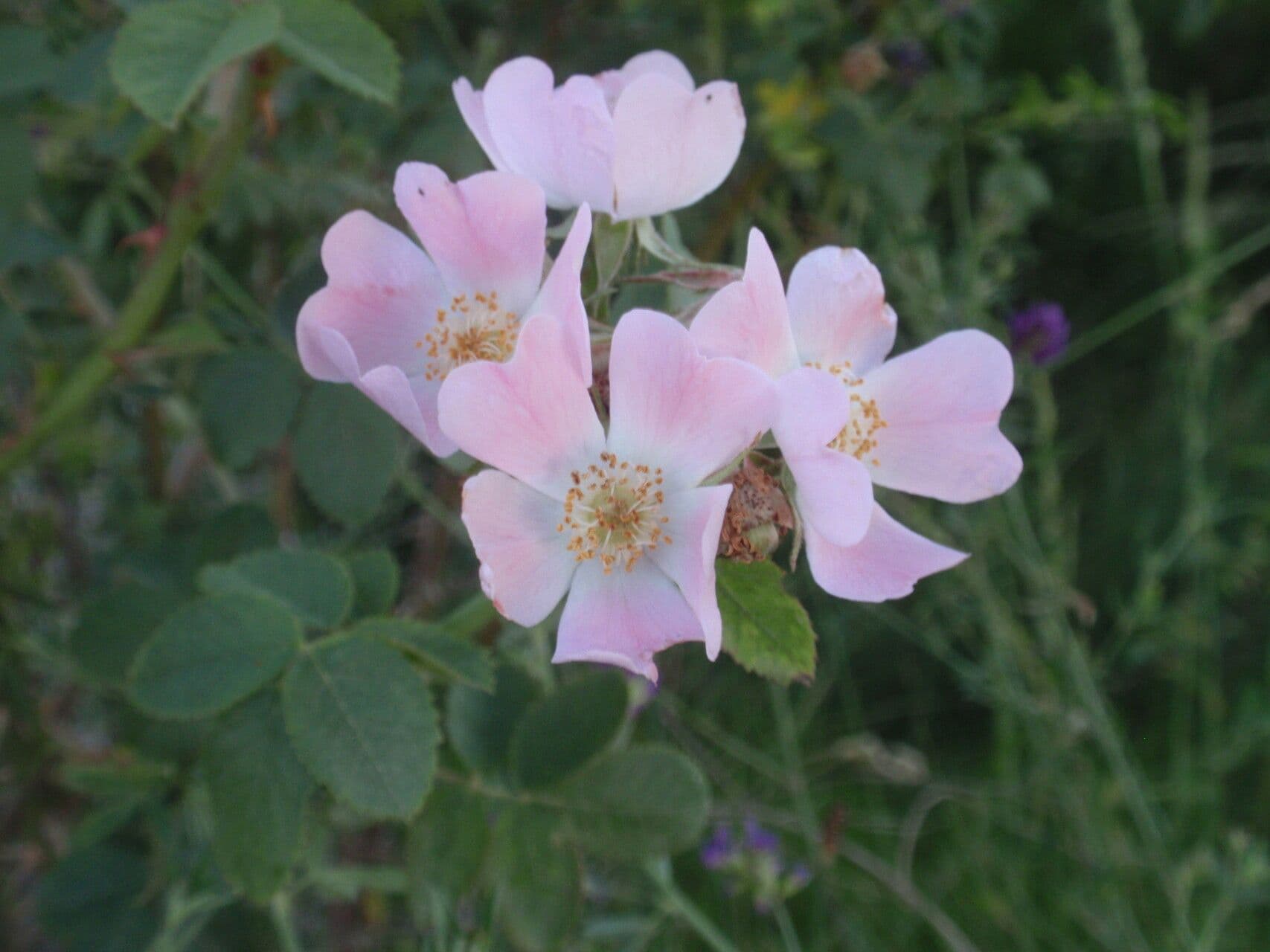 Kleinblütige Rose 7