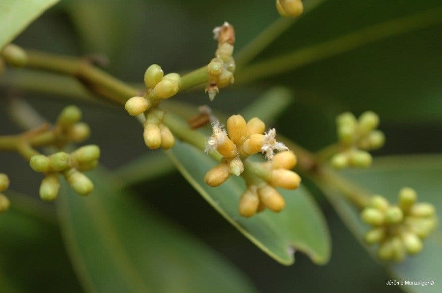 Gastrolepis 2