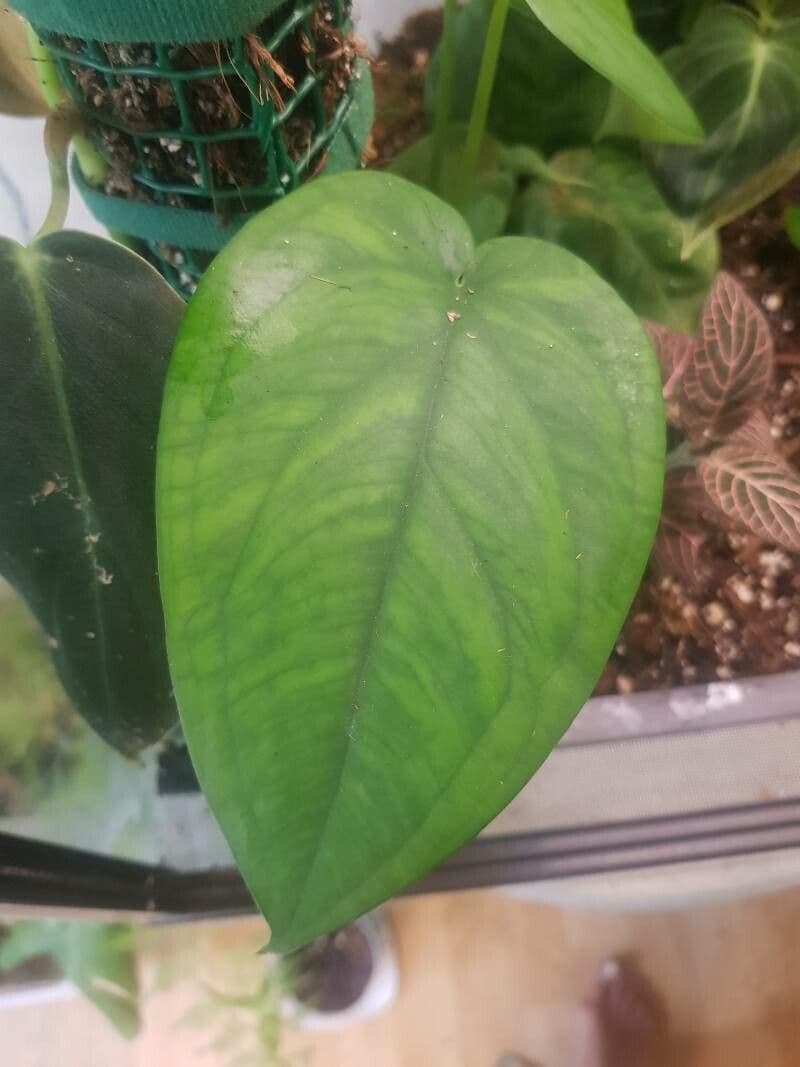 Syngonium 2