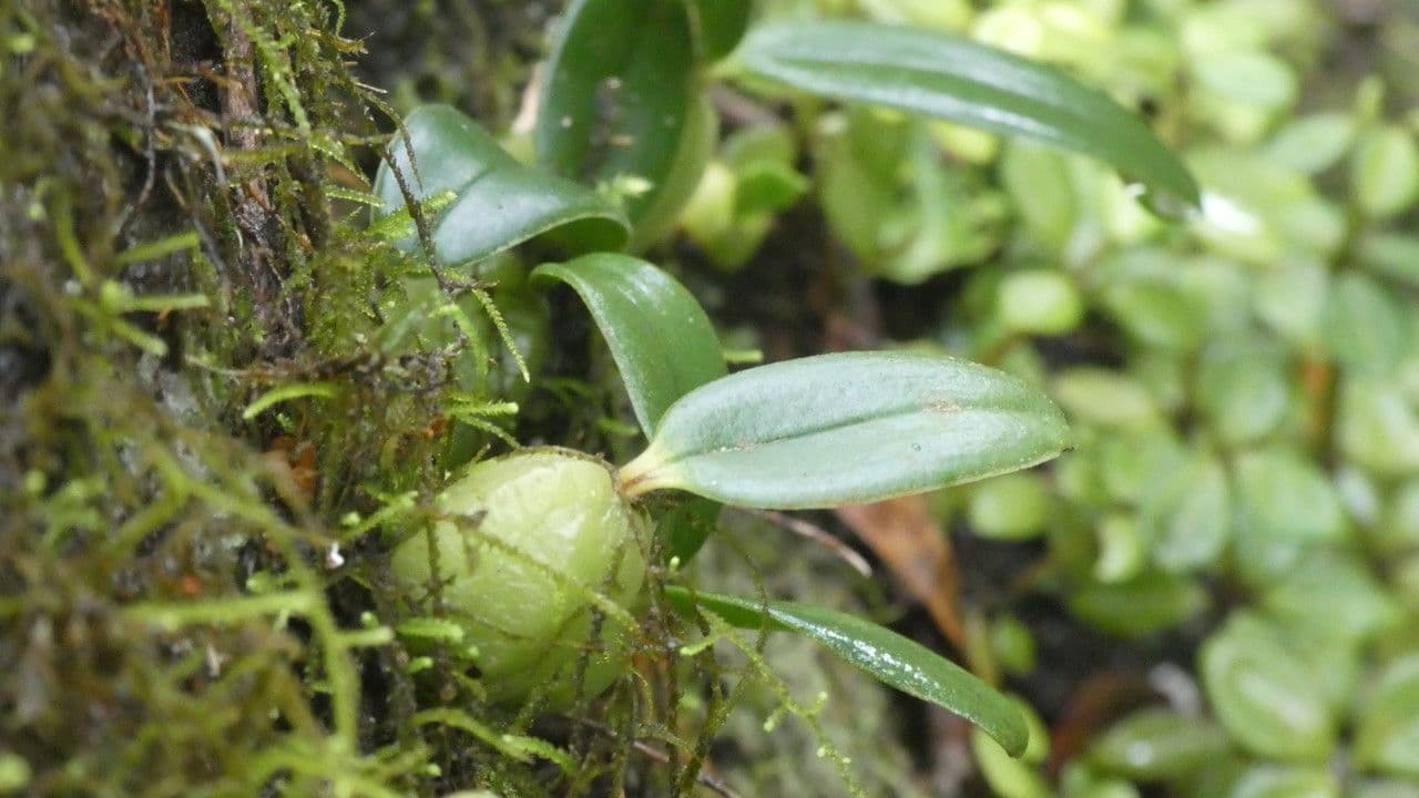 Bulbophyllum 20