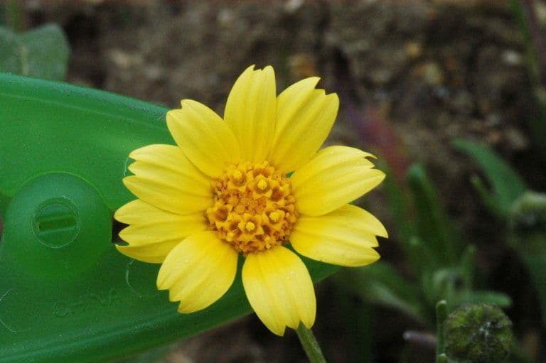 Monolopia lanceolata 5