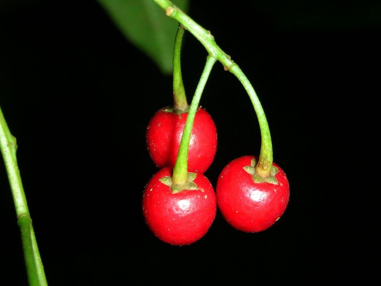 Hymenandra 3