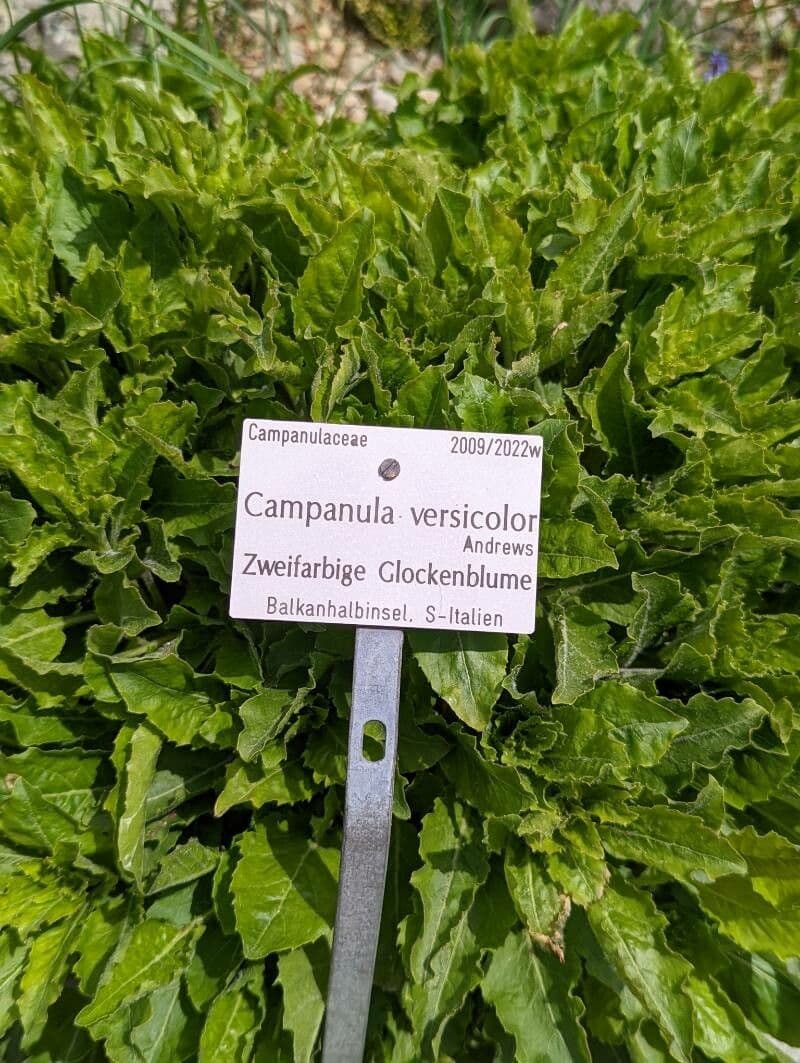 Campanula versicolore 12