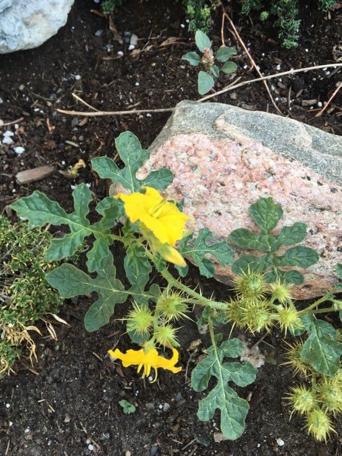 Solanum rostratum 18