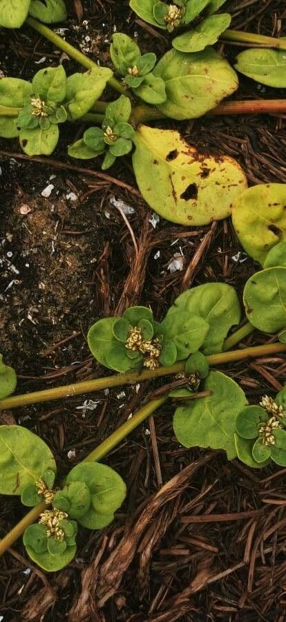 Alternanthera 2