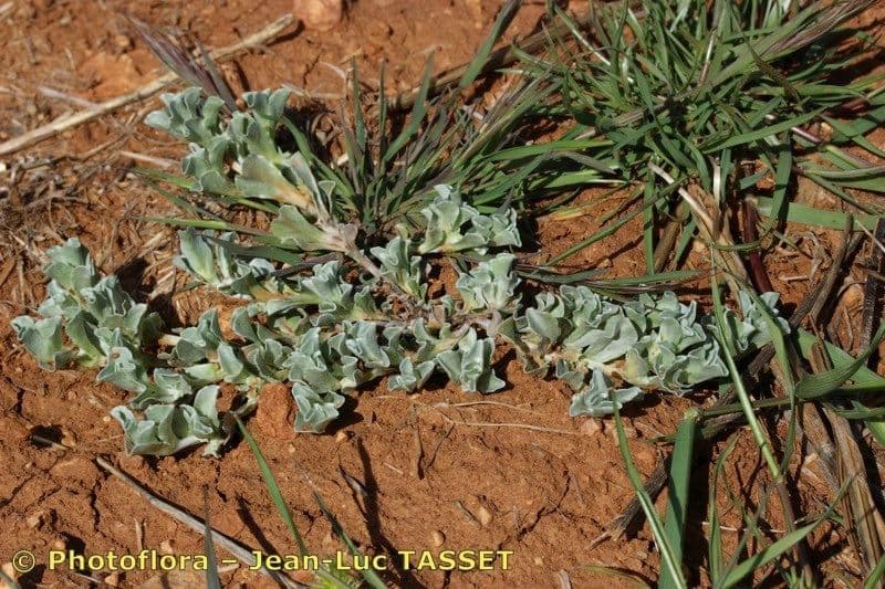 Micropus supinus 8