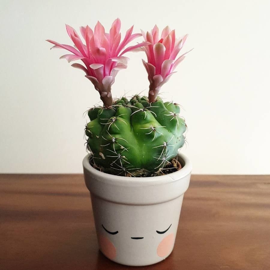 Cactus 4