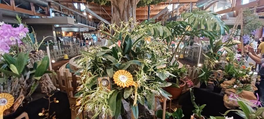 Epidendrum ciliato 11
