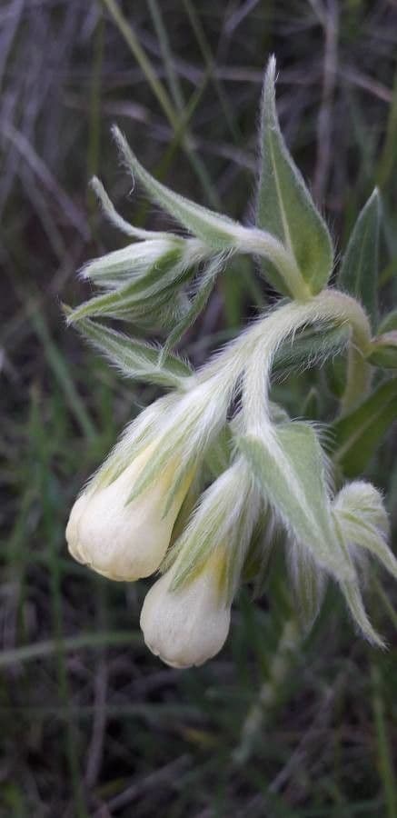 Onosma