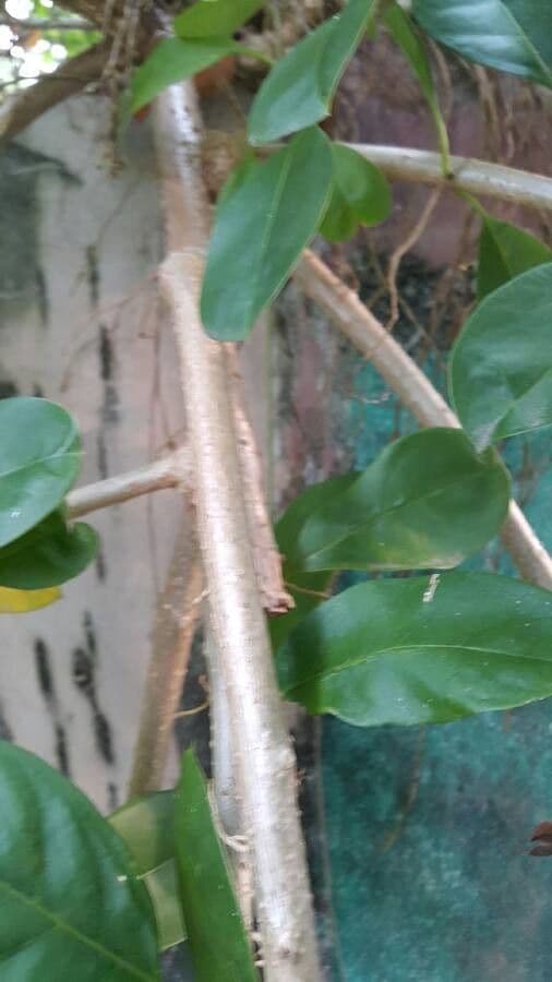Solandra grandiflora 18