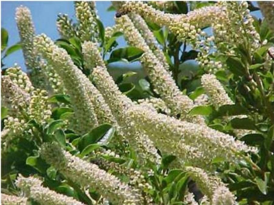 Escallonia 2