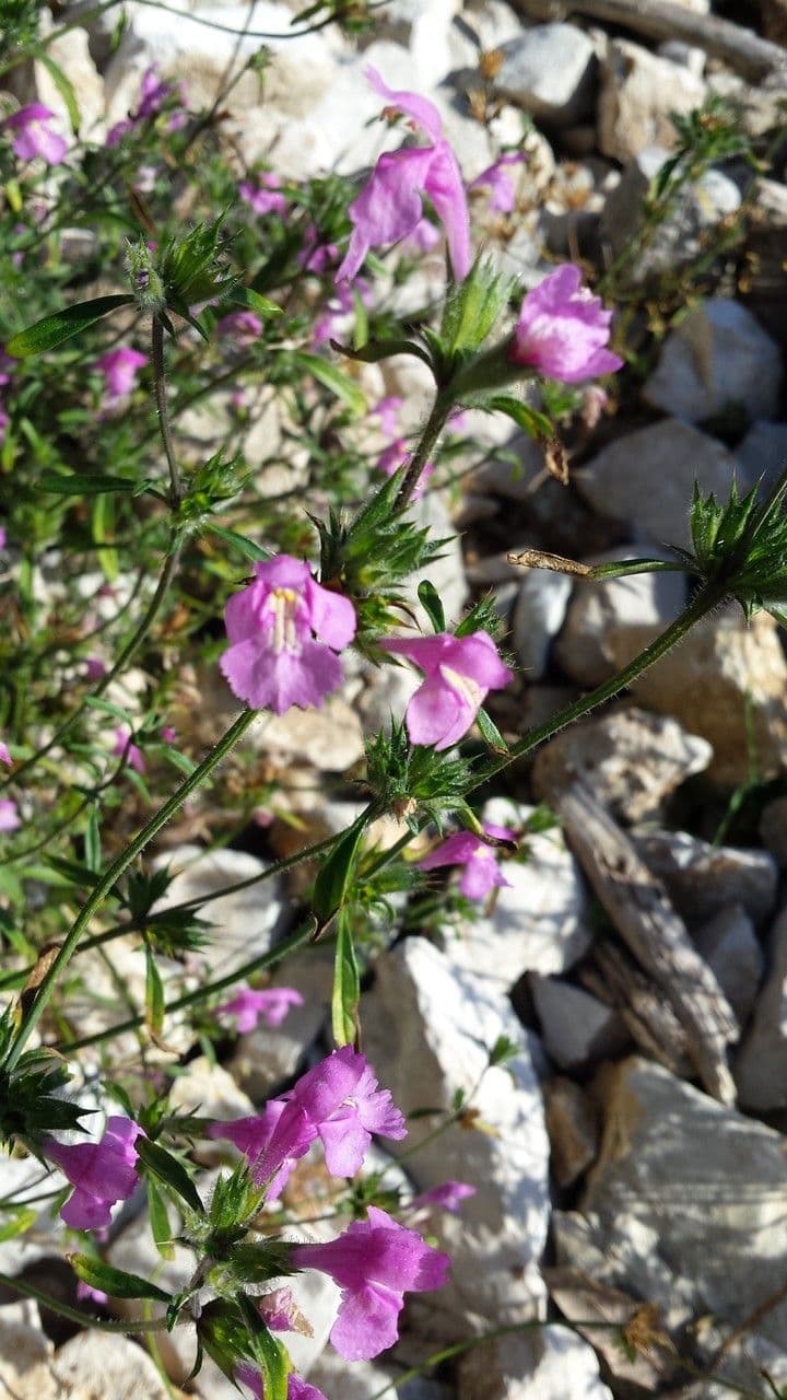 Galeopsis reuteri 4
