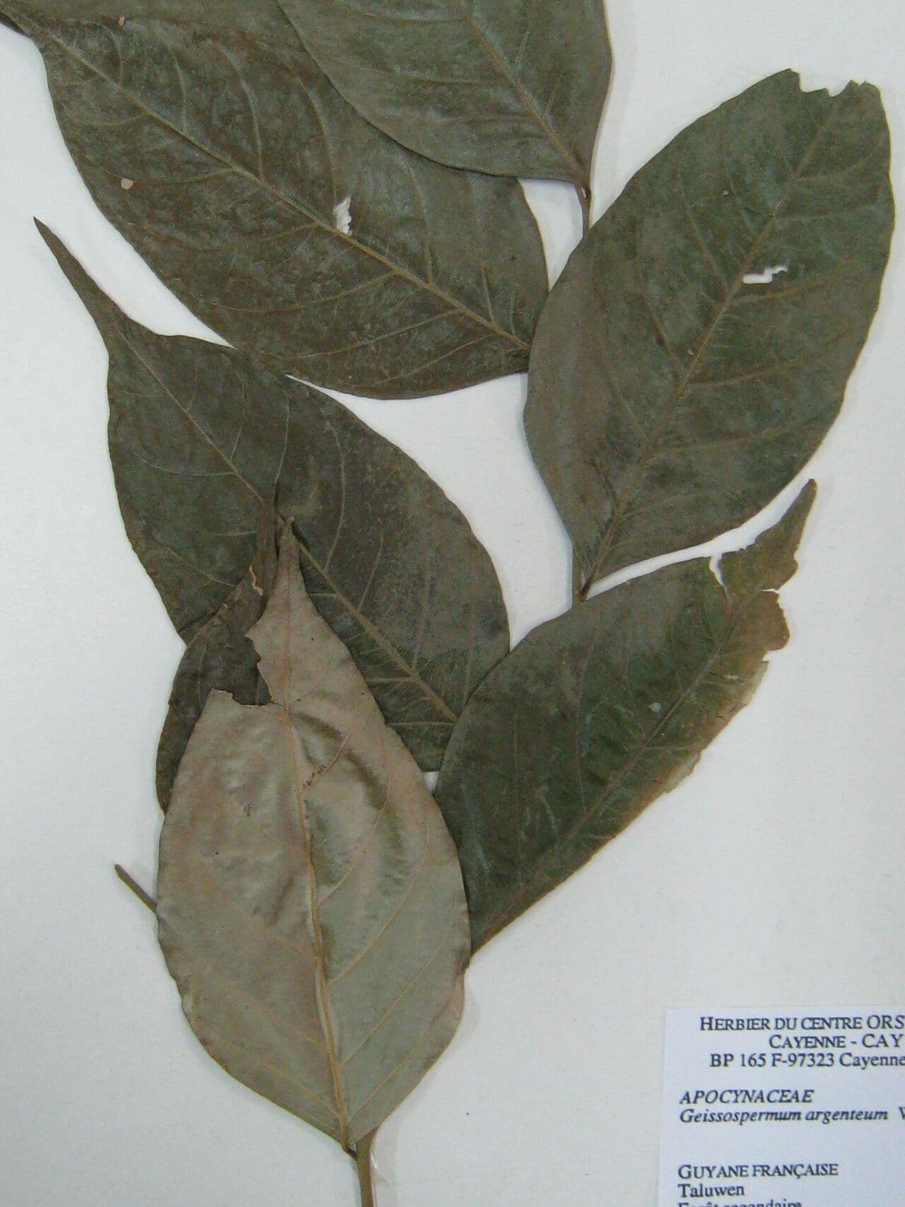 Geissospermum 4