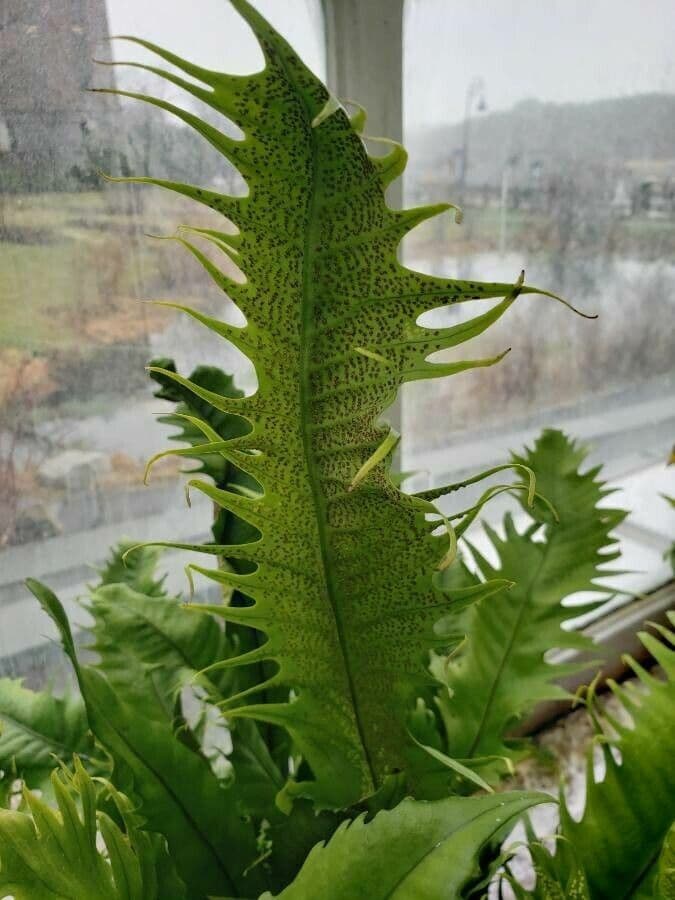 Microsorum puncté 4