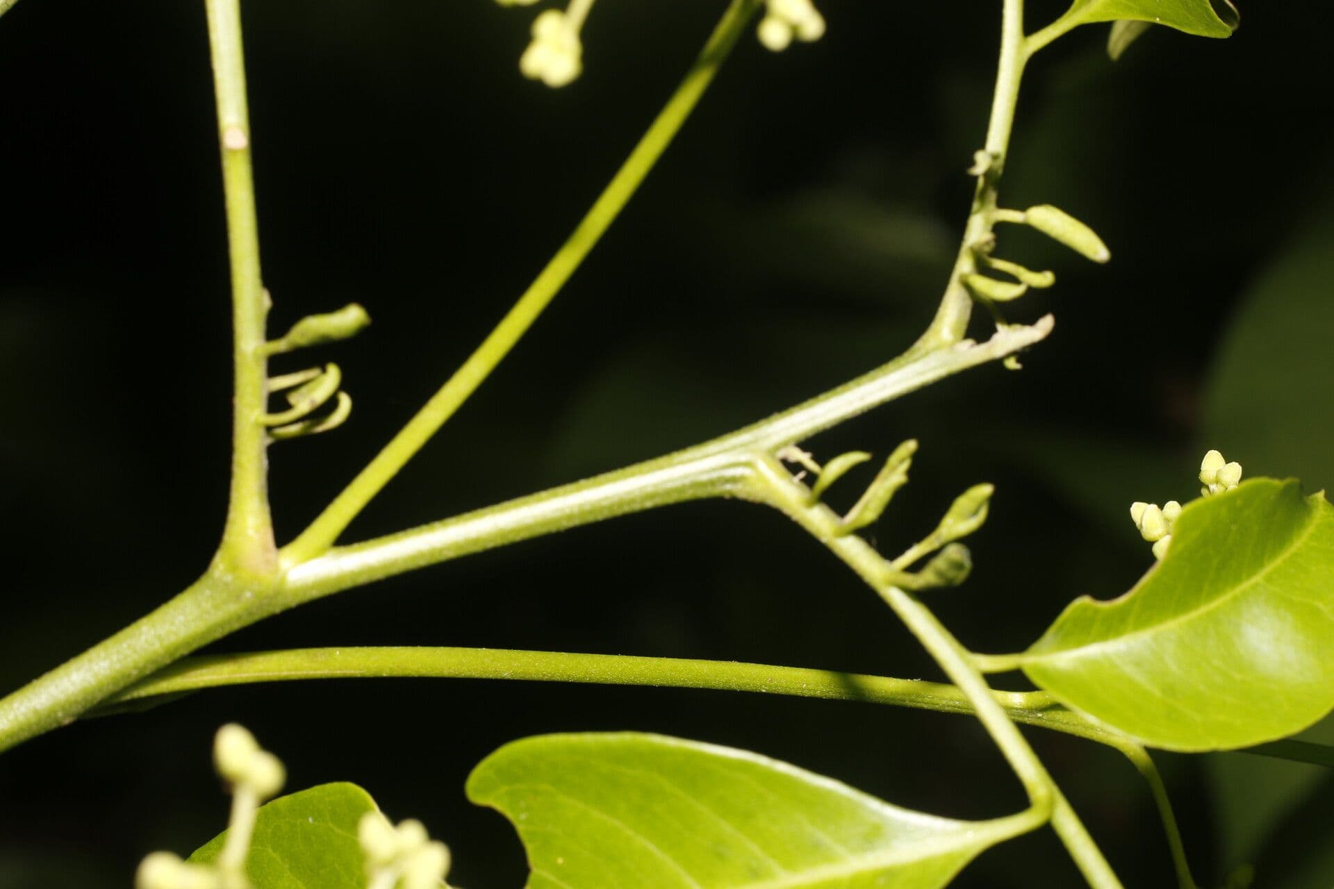 Trichilia 15