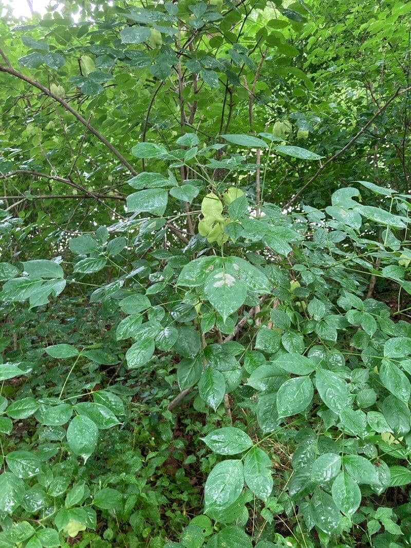 Staphylea trifolia 18
