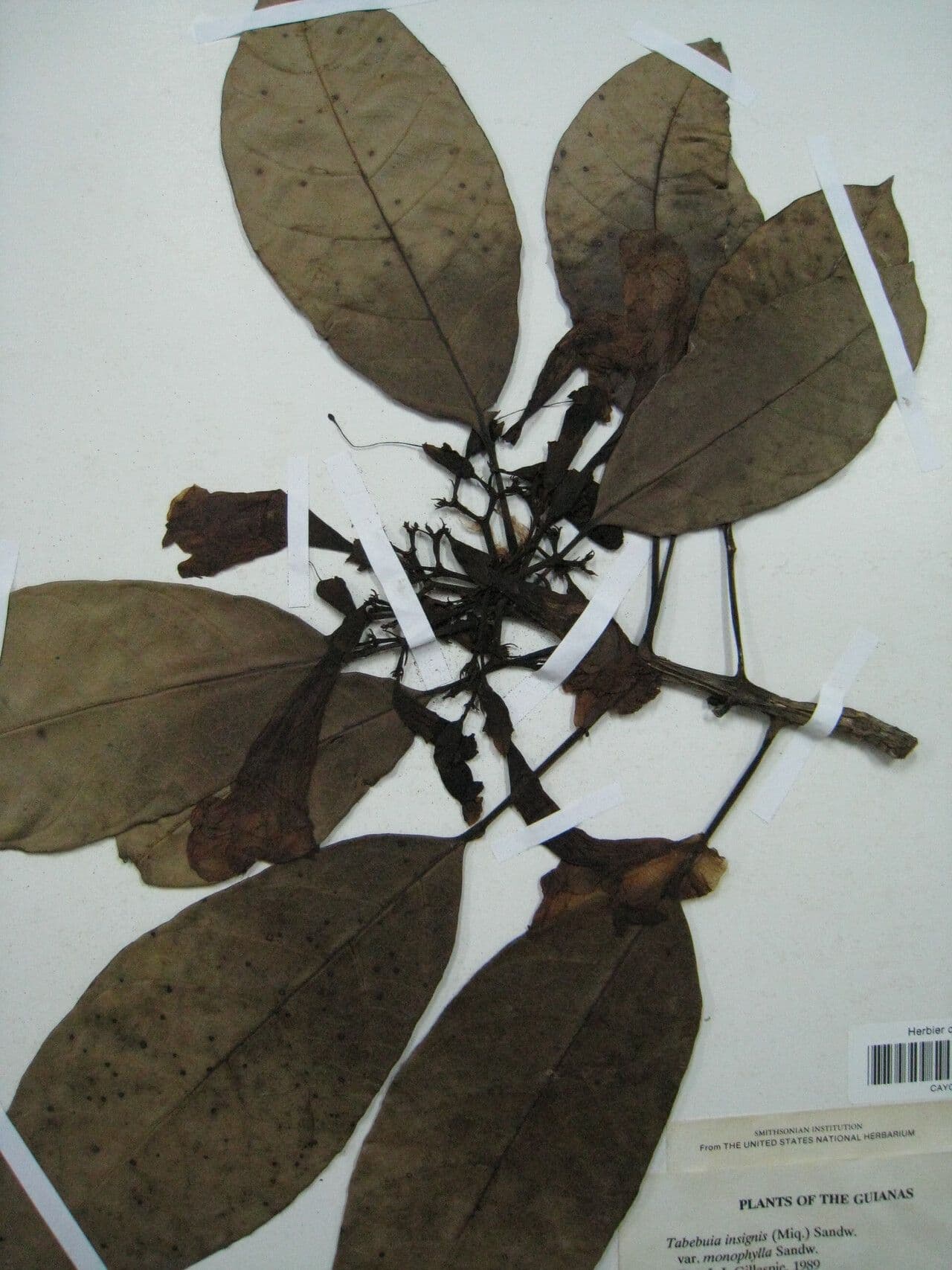 Tabebuia 7