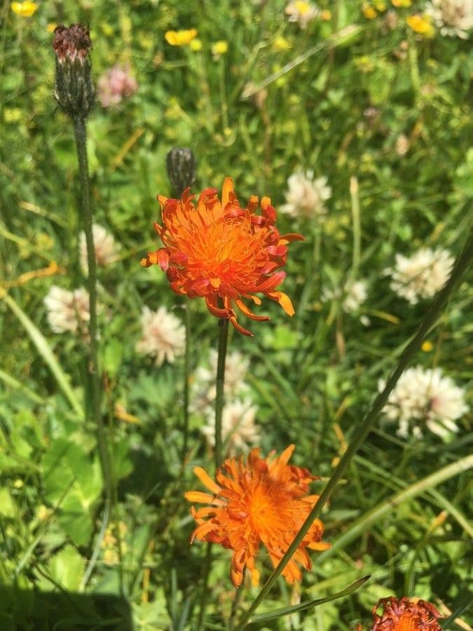 Crepis aurea 2
