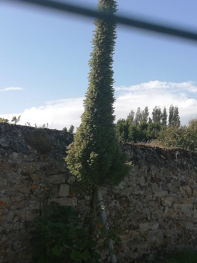 Echium di Wildpret 9