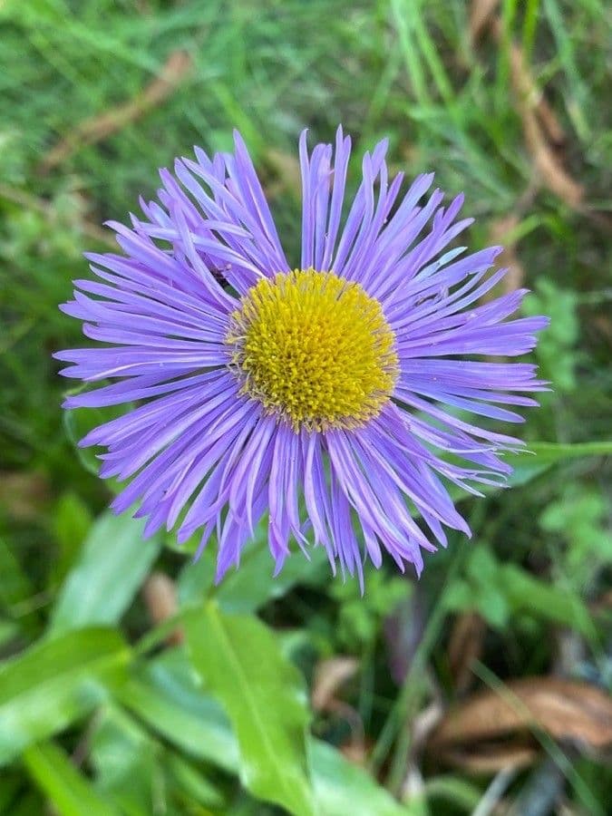 Fleabane piękny 2